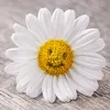 romachka_