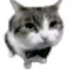 krisguay_