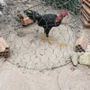 hoa.thanh66