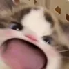 platypus_0000