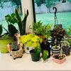 justsomeplantguy