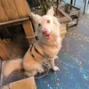 oakcookie