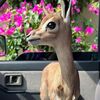 🦌