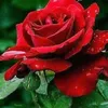 hoanhoan_77