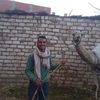 ahmadtarek1442