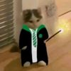 gatita_unicorniada
