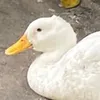 vecnasausages