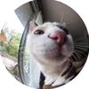 catsntaylor