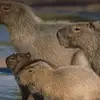capybara_x