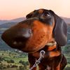 lokithefearlesssausage