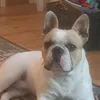 french_louie