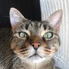 shawtythecat