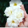 nour_4272