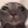 emycat_