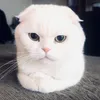 mr.albyy