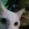 ehljhay_lj
