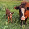 farmerboy2131