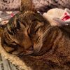 willie_unicorn_cat