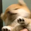 nesha_uwu