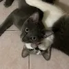 driikage