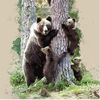 spiritbear89