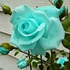 granny_rose21