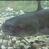 ligmacatfish