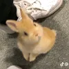 mira..i