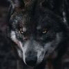 wolve146