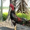 tiabulong