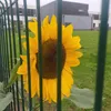 rosina_a123