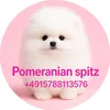pom_puppy