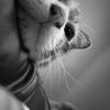 Azri
