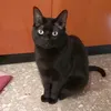farmastudycat