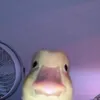 jaoquinjau