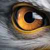 eagle100eye