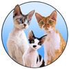 therockstarcats
