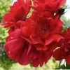 lavieenrose042