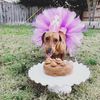 churrothecuriouswinnie