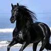 cheval_noir108
