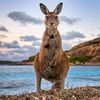 skippythebushkangaroo4
