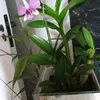 cleoaraujo0713