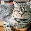 baovami
