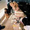 the_dog_m0ther