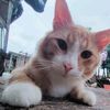 SCRWEB_FAHRY