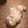catlady_teddybear