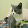 suehanafi89