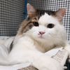 catfeed1739