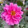 nthuy.83