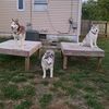 siberian3huskies